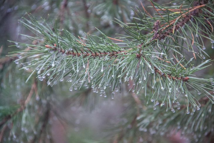 Прокурором Борисовского района предъявлен иск в интересах государства в лице Минской областной инспекции охраны животного и растительного мира лес