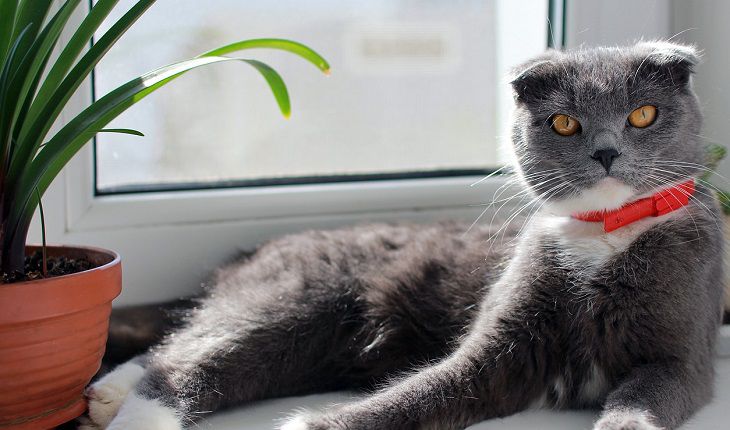 Как защитить рассаду от кота-«огородника»: действенный способ, который отвадит животное от вредительства Кот на подоконнике