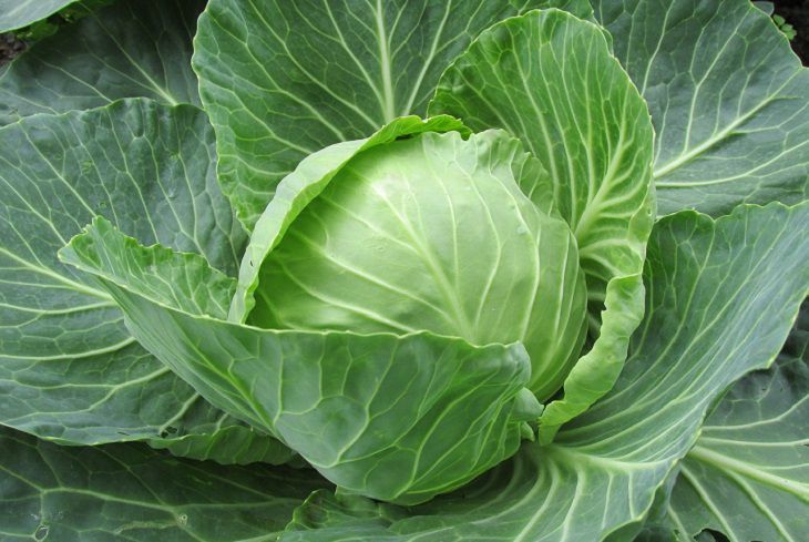 Оладьи из капусты за 15 минут: простой и бюджетный рецепт на каждый день Капуста