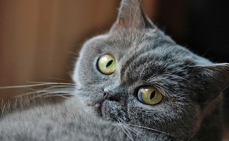 10 примеров поведения кошек и объяснения к ним