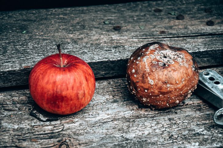 Яблоки Гниль