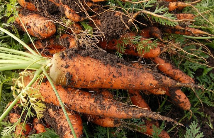 Удобрения не помогут: 3 ошибки, из-за которых морковь становится мелкой и кривой