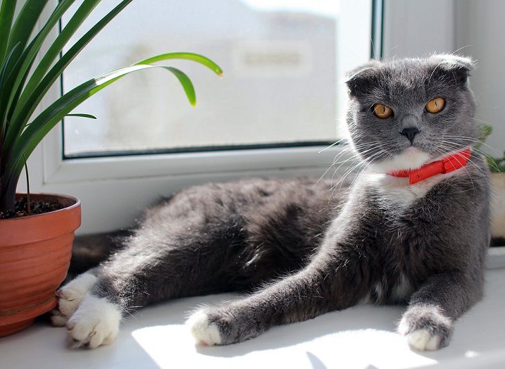 Подоконники снова будут белоснежными: хитрость, которая избавит от желтых пятен, даже под цветочными горшками Подоконники снова будут белоснежными: хитрость, которая избавит от желтых пятен, даже под цветочными горшками