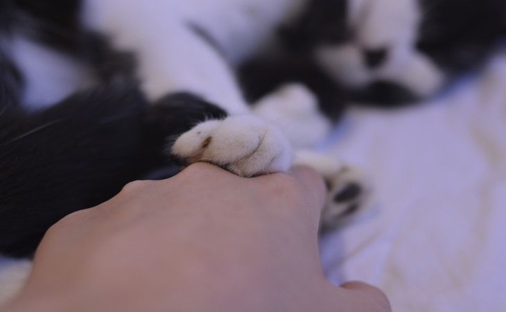 Как бороться с весенней линькой кошки: 6 практических советов