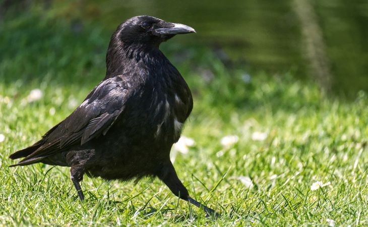7 гуманных советов, как не дать воронам повредить газон