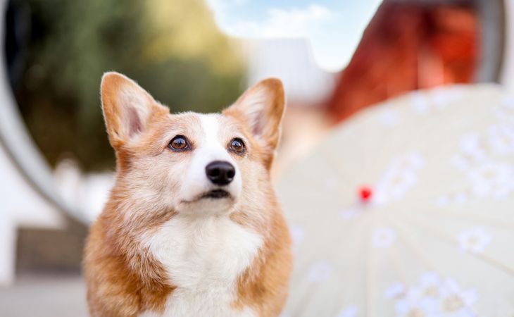На что может указывать зевота вашей собаки: 4 возможных объяснения