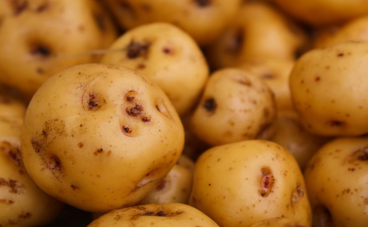Как правильно проращивать семенной картофель – на свету или в темноте: не каждый дачник знает