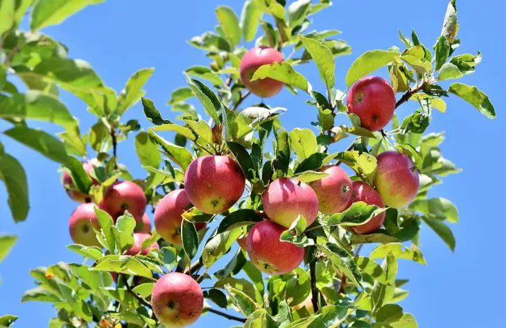 Можно ли сажать яблоню и грушу рядом: типичные ошибки садоводов: новости,растения, деревья, яблоня, груша, урожай, сад и огород