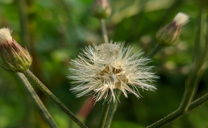 6 распространенных ошибок при выборе семян