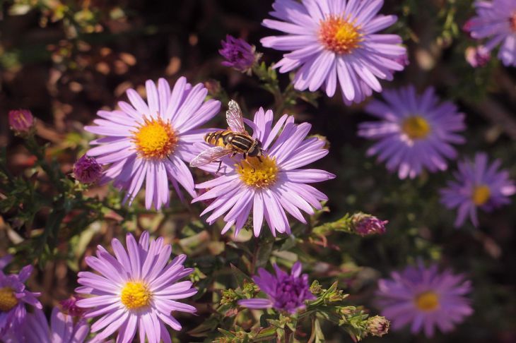Чем подкормить клумбу с многолетниками весной: совет садоводам Цветы