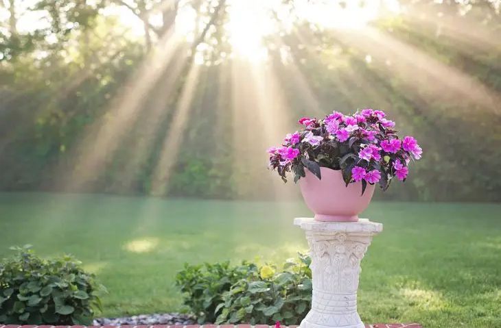 Что положить под каждый цветок, чтобы растения бурно росли и цвели круглый год цветок