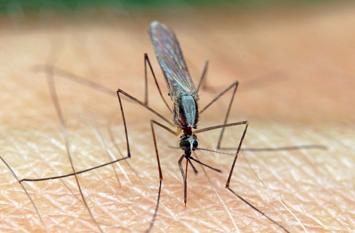Как забыть о мухах, комарах и мошкаре в доме: поможет один китайский способ