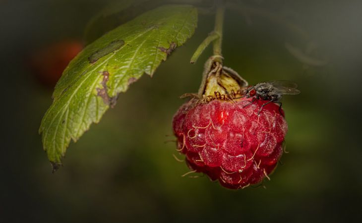 Хотите много крупной малины в этом году? Секреты, которые сделают из мелкой малины крупную Хотите много крупной малины в этом году? Секреты, которые сделают из мелкой малины крупную