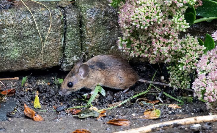 4 простых способа изгнать мышей: так ваш сад наконец-то будет свободен от вредителей