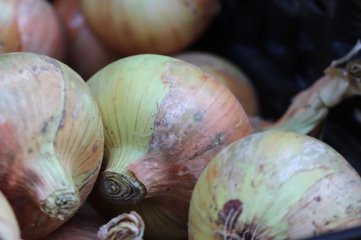 Как луковая шелуха поможет собрать урожай огурцов-богатырей: хитрость продвинутых огородников Лук