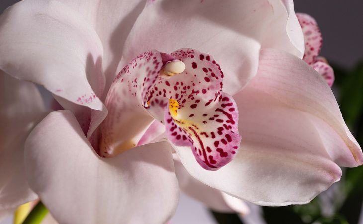 Наращиваем корни орхидеи с помощью обычной ваты: простой способ