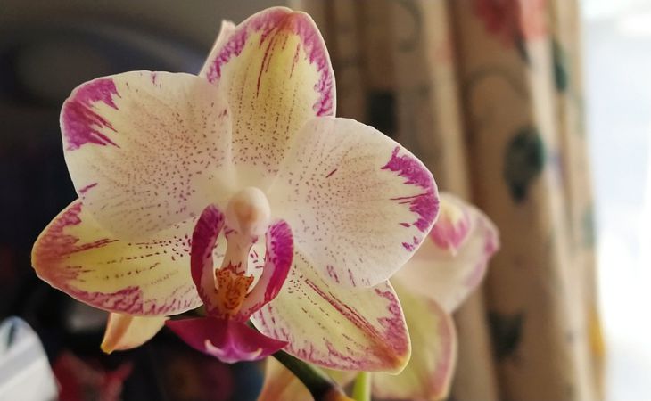 Полейте орхидею лимонной водой: на следующие сутки вы не узнаете цветок  