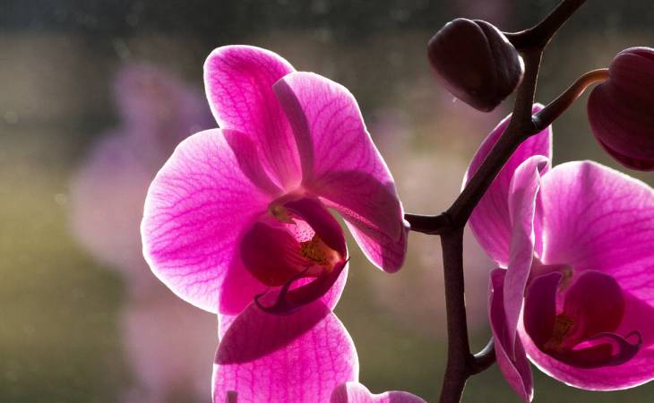 Кому и почему нельзя держать дома орхидеи 