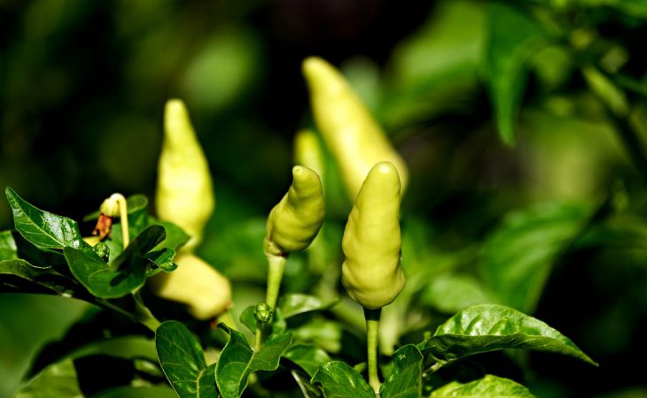 Если семена не взошли: 2 наиболее вероятные причины