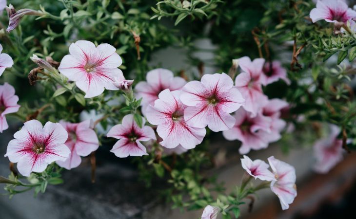 Чем поливать петунии, чтобы цвели пышными шарами до самых морозов, а не росли лысыми кустами Чем поливать петунии, чтобы цвели пышными шарами до самых морозов, а не росли лысыми кустами