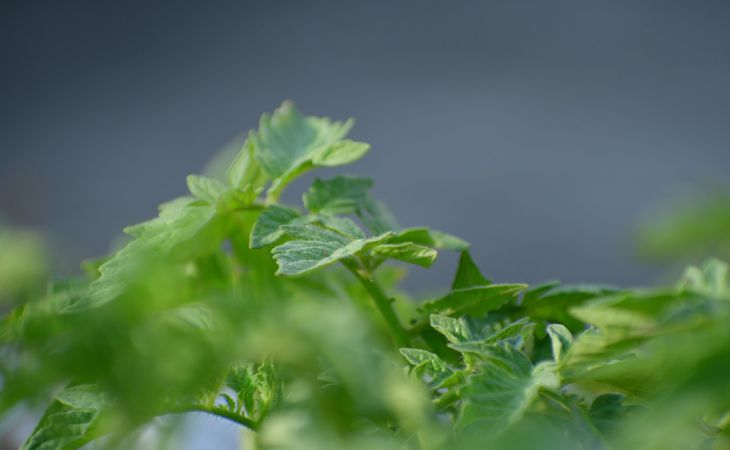 3 правила ухода за томатами, без которых не бывать богатому урожаю 3 правила ухода за томатами, без которых не бывать богатому урожаю