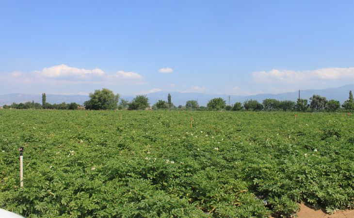 Как уничтожить проволочника в огороде? 2 надёжных способа Как уничтожить проволочника в огороде? 2 надёжных способа