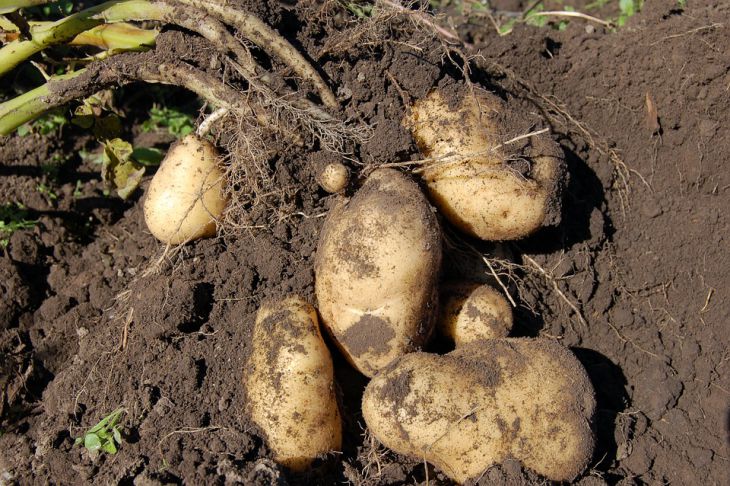 Что нужно класть в лунку при посадке картофеля, чтобы к середине июняполучить свежую картошку: новости, картофель, урожай, огород, советы, сад иогород