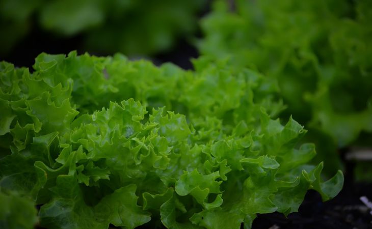 Чем поливать худую рассаду, чтобы стала жирненькой: эффект через 3 дня Чем поливать худую рассаду, чтобы стала жирненькой: эффект через 3 дня