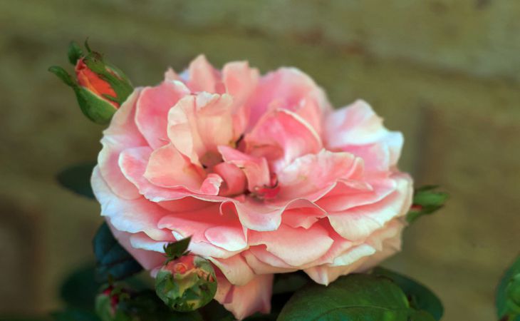 Одну из этих роз стоит посадить на клумбе: 2 сорта, от которых глаз не оторвать