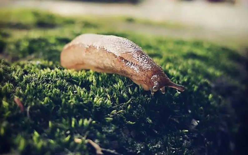 Посыпьте грядку этим средством, и слизни больше не будут появляться на огороде: простая хитрость слизни