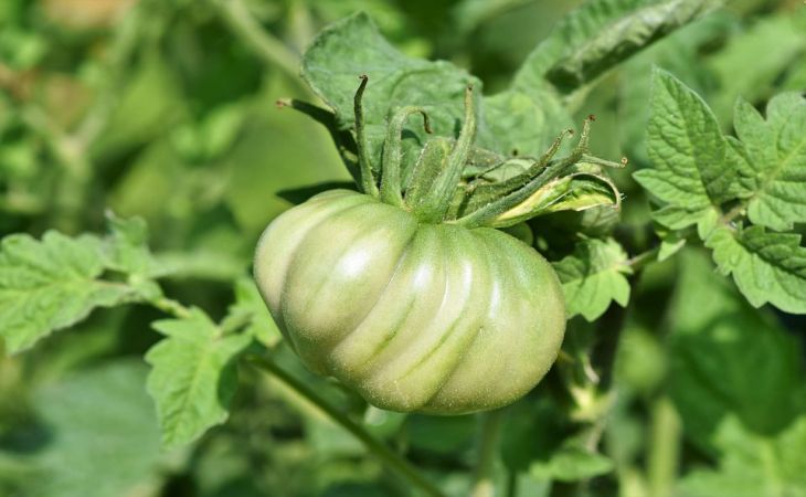 Крупные и сладкие томаты завяжутся на всех кустах, если таким способом поливать помидоры