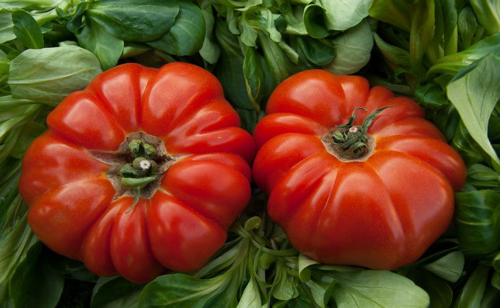 3 сорта томатов, о которых мало кто знает: стоит посадить, чтобы удивить соседей