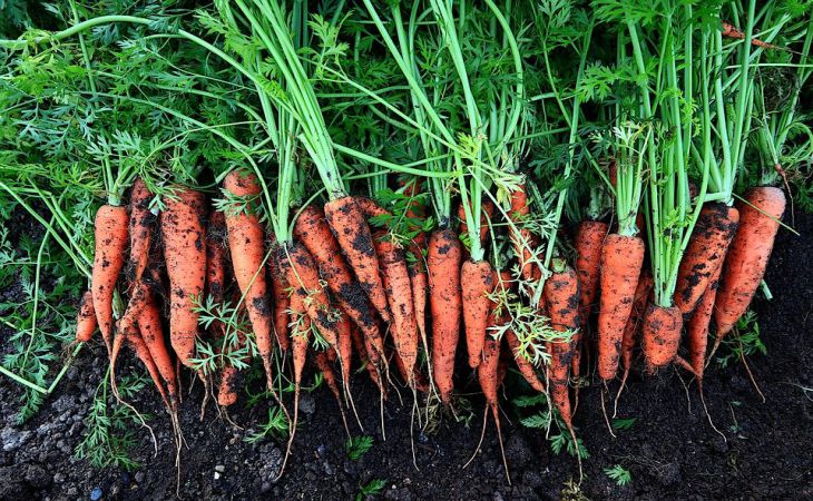 Чем посыпать грядки для посева моркови, чтобы выросли крупные корнеплоды: хитрость дачников