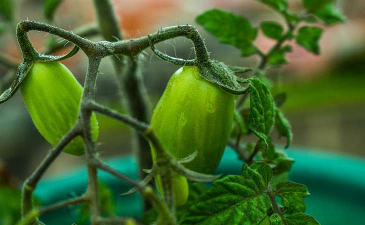 Что делать, если листья томатов скручиваются лодочкой: как помочь растениямна грядке: новости, томаты, удобрение, урожай, полив, подкормка, сад иогород