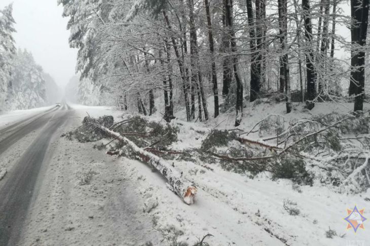 Лес Дерево Дорога