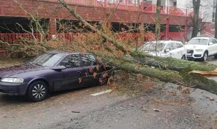 МЧС предупреждает белорусов: 4 апреля возможны падения деревьев и обрушения крыш дерево