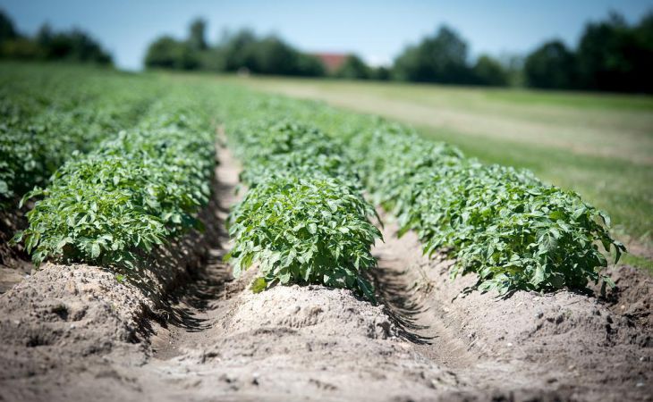 Как спасти картошку от колорадского жука: действенные способы для садоводов