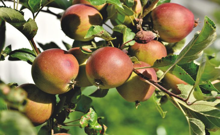 Как избавиться от садовых муравьев на яблонях: простой народный способ 