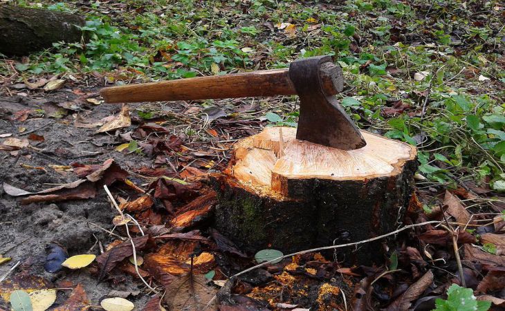 Легкий способ избавиться от всех ненужных пней в саду за один день: дачная хитрость