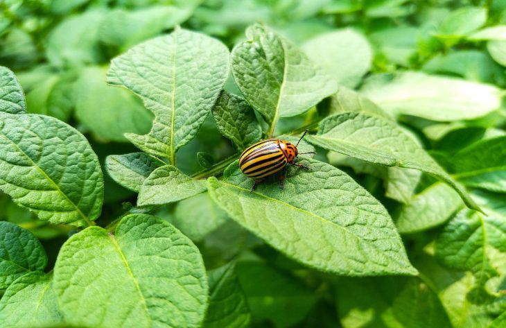 Как побороть колорадского жука без использования химикатов: огородники раскрыли секреты