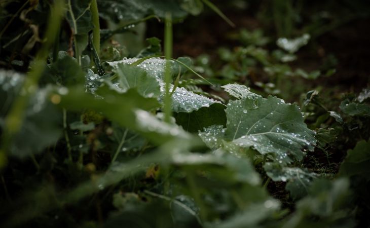 Когда и как правильно поливать свёклу солёной водой, чтобы овощи росли сладкими Когда и как правильно поливать свёклу солёной водой, чтобы овощи росли сладкими