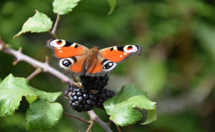5 минут работы гарантируют богатый урожай ежевики в этом году: что делать дачникам 5 минут работы гарантируют богатый урожай ежевики в этом году: что делать дачникам