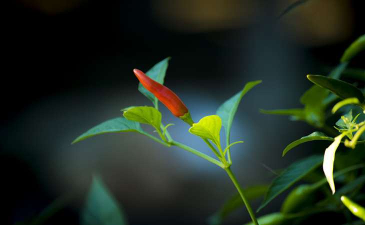 5 культур, которые нельзя выращивать вблизи болгарского перца: останетесь со скудным урожаем 5 культур, которые нельзя выращивать вблизи болгарского перца: останетесь со скудным урожаем