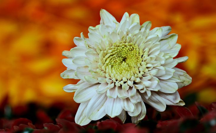 Как размножить хризантему и получить много красивых цветов: малоизвестный способ Как размножить хризантему и получить много красивых цветов: малоизвестный способ