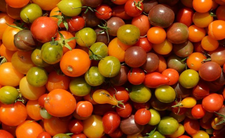 Что посадить рядом с томатами, чтобы снять щедрый урожай: дачная хитрость 