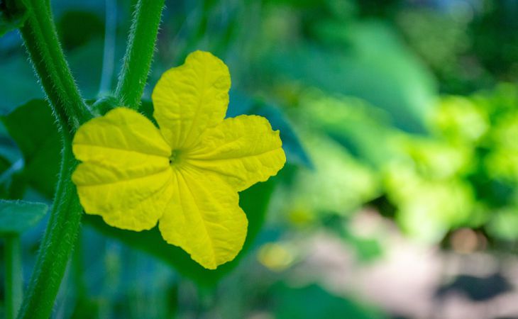 Подкармливайте так огурцы раз в неделю – и будут плодоносить до самой зимы Подкармливайте так огурцы раз в неделю – и будут плодоносить до самой зимы