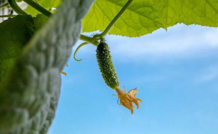 Проверенный способ, как избавиться от пустоцветов на огурцах и получить рекордный урожай