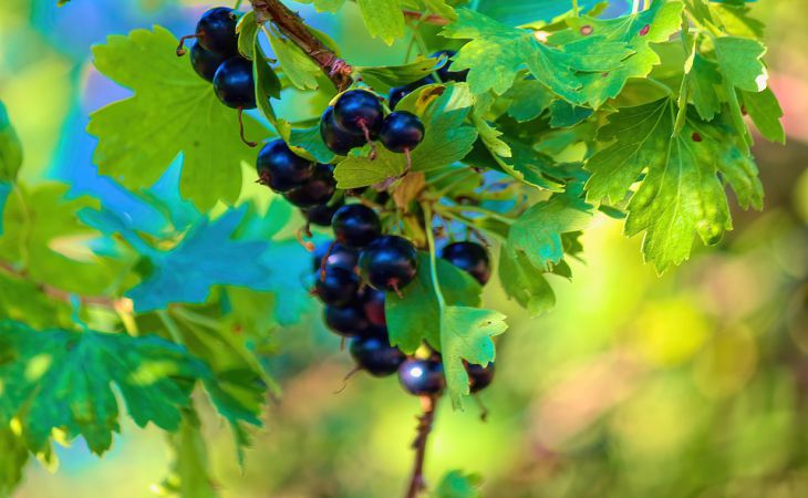 Все кусты будут обвешаны огромными ягодами, если весной опрыскать смородину таким средством Все кусты будут обвешаны огромными ягодами, если весной опрыскать смородину таким средством