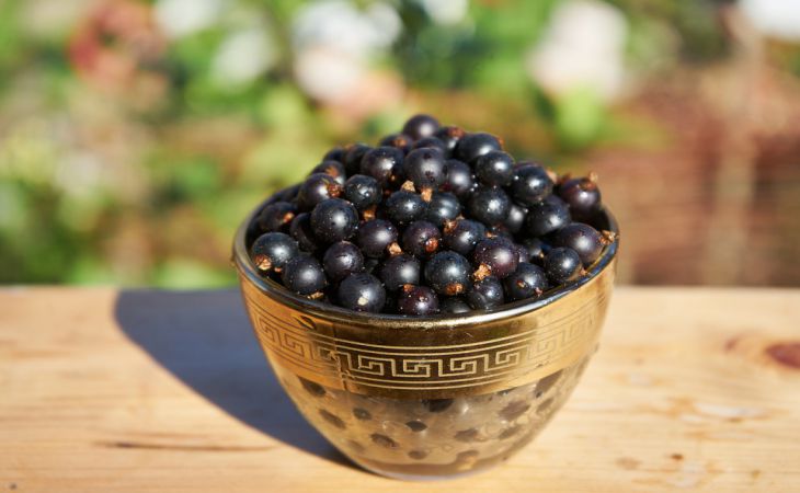 Как ухаживать весной за смородиной: готовимся к ягоде размером в 2 рубля Как ухаживать весной за смородиной: готовимся к ягоде размером в 2 рубля