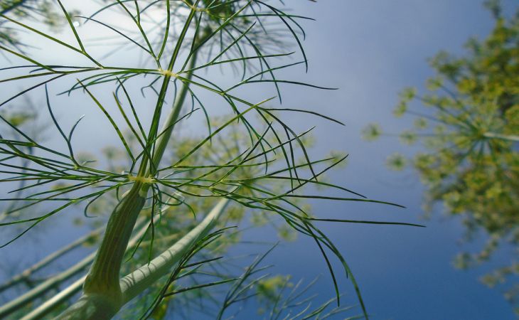 Как посадить укроп раз и навсегда: будет всходить самосевом, становясь пышнее с каждым годом Как посадить укроп раз и навсегда: будет всходить самосевом, становясь пышнее с каждым годом